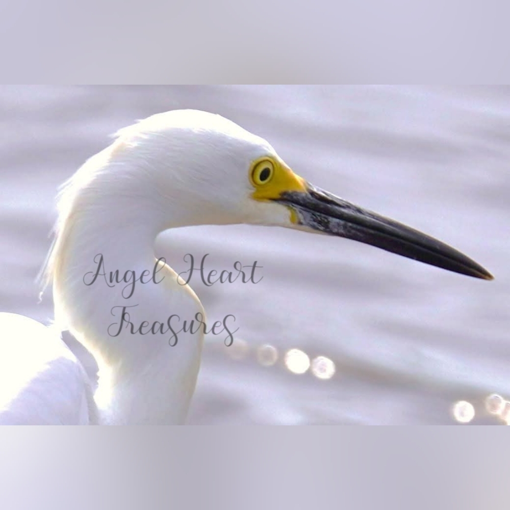 4x6 Original Nature Photography Of Snowy Egret Bird Photo Print